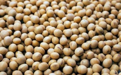 Is Soy Dairy Free? A Paediatric Dietitian Explains