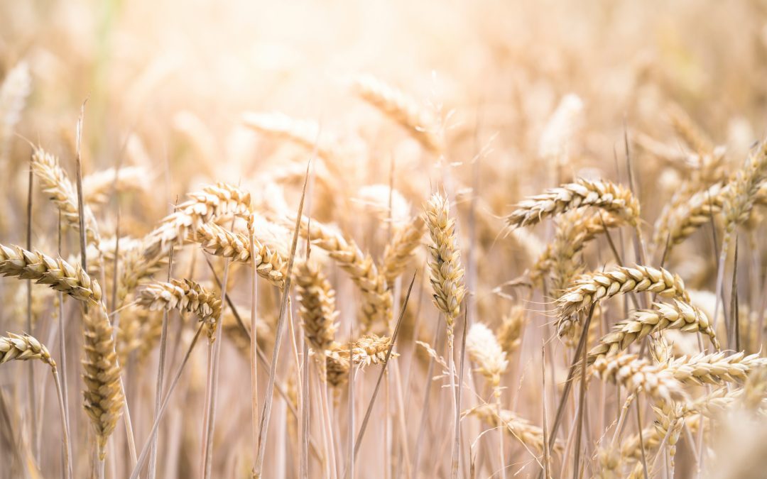 Difference between wheat & gluten; allergy and intolerance. 